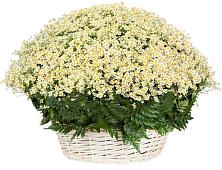 Цветочная композиция из Ромашки в корзине #REPLACE_PRED# Торопце